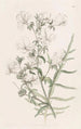 Schizanthus blanc - Sydenham Edwards — widok dzieła