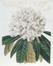 Rhododendron Blanc - Sydenham Edwards — widok dzieła