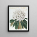 Rhododendron Blanc - Sydenham Edwards — oprawiony obraz na ścianie