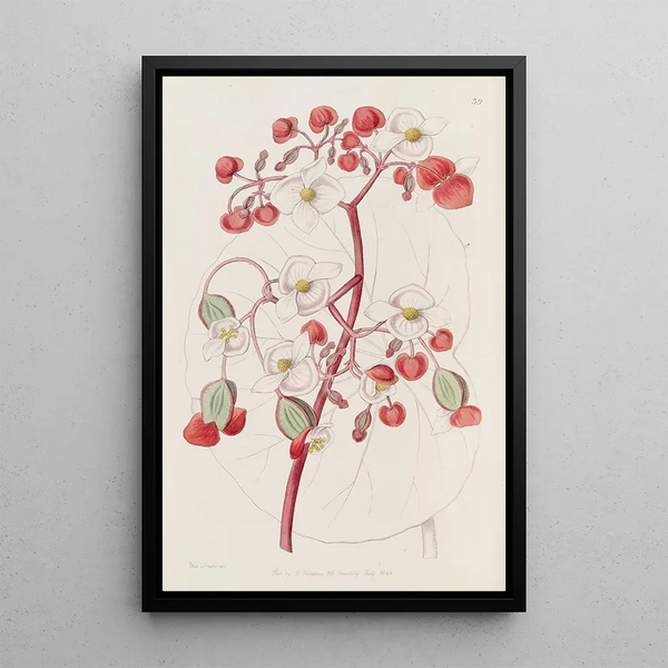 Sydenham Edwards - White and Scarlet Begonia.webp