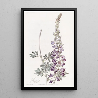 Sydenham Edwards - Whiteleaved Lupine.webp
