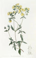 Slipperwort à feuilles blanches - Sydenham Edwards — widok dzieła