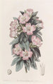 Godetia blanchâtre - Sydenham Edwards — widok dzieła