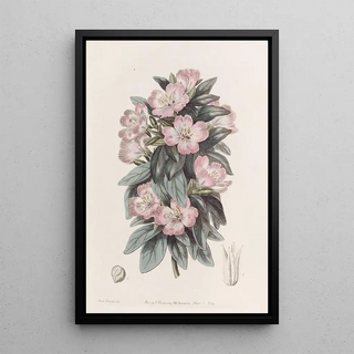 Sydenham Edwards - Whitish Godetia.webp