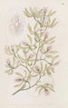 Epidendrum ailé - Sydenham Edwards — widok dzieła
