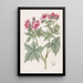 Geranium à fleurs laineuses - Sydenham Edwards — oprawiony obraz na ścianie