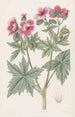 Geranium à fleurs laineuses - Sydenham Edwards — widok dzieła