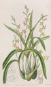 Epidendrum w kolorze ochryjasto-żółtym - Sydenham Edwards — widok dzieła