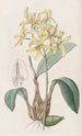 Laelia żółta - Sydenham Edwards — widok dzieła
