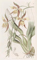 Odontoglossum żółte i brązowe - Sydenham Edwards — widok dzieła