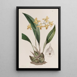 Sydenham Edwards - Yellow racemose Maxillaria.webp