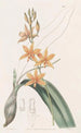 Yolkofegg Epidendrum - Sydenham Edwards — widok dzieła