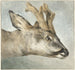 Tête de chevreuil - Wybrand Hendriks — widok dzieła