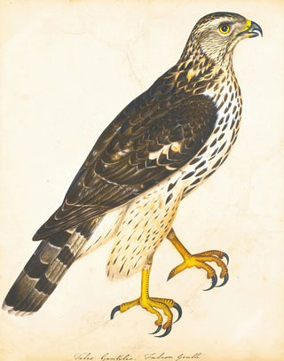 The Reverend Christopher Atkinson - Portrait Of A Falcon Gentle.webp