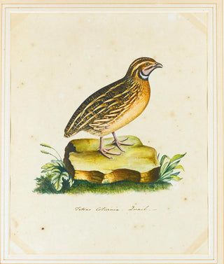 The Reverend Christopher Atkinson - Portrait Of A Quail.webp