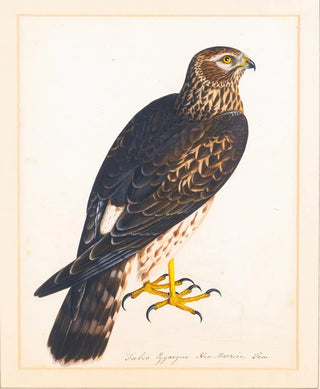 The Reverend Christopher Atkinson - Together With A Portrait Of A Hen Harrier.webp