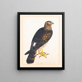 The Reverend Christopher Atkinson - Together With A Portrait Of A Hen Harrier.webp