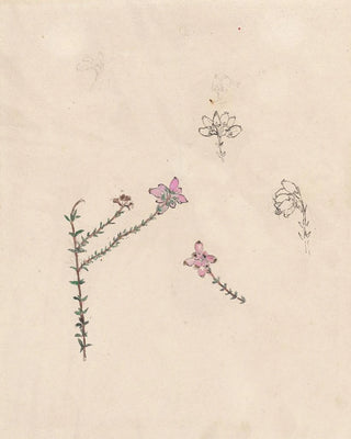 Theo Nieuwenhuis - Takje met roze knoppen.webp