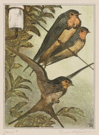 Theo van Hoytema - Drie zwaluwen.webp
