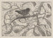 Troglodyt na bluszczu - Theo van Hoytema — widok dzieła