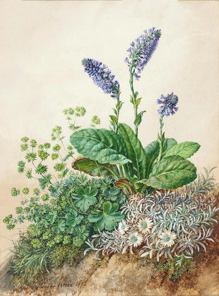 Theodor Petter - Alpine flowers.webp