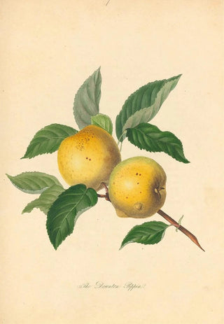 Thomas Andrew Knight - Downton Pippin.webp