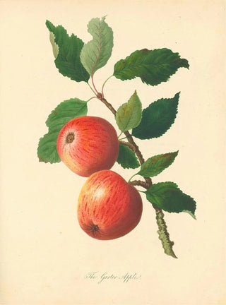 Thomas Andrew Knight - Garter Apple.webp