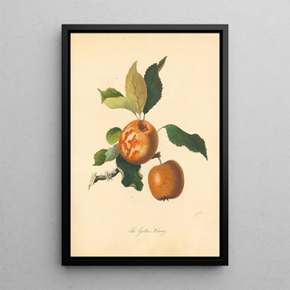 Thomas Andrew Knight - Golden Harvey.webp