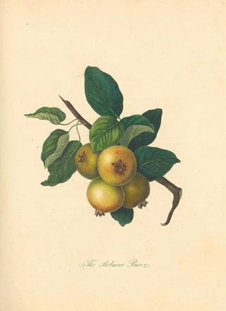 Thomas Andrew Knight - Holmore Pear.webp
