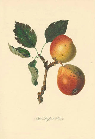 Thomas Andrew Knight - Longland Pears.webp