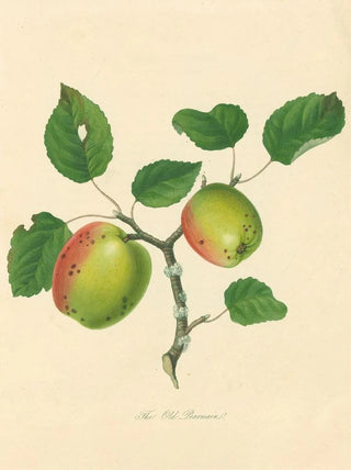 Thomas Andrew Knight - Old Pearmain.webp