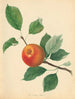 Orange Pippin - Thomas Andrew Knight — widok dzieła