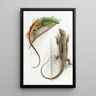 Thomas Barbour - Dasia Smaragdinum.webp