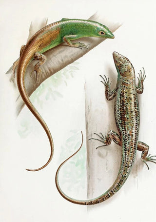 Thomas Barbour - Dasia Smaragdinum.webp