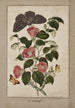Studium Camellia Japonica Róża japońska Euphorbia caput-medusae Głowa Meduzy z Phalène Merops i Papilio Hyale Nar - Thomas Robins młodszy — widok dzieła