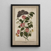 Studium Camellia Japonica Róża japońska Euphorbia caput-medusae Głowa Meduzy z Phalène Merops i Papilio Hyale Nar - Thomas Robins młodszy — oprawiony obraz na ścianie