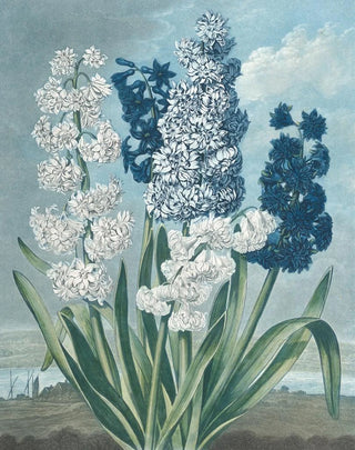 Thomas Warner - Hyacinths.webp