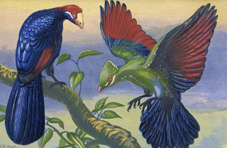 Thomas Waterman Wood - Violet Plantain Eater and White Crested Turacu.webp