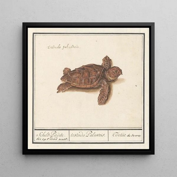 Tortue de mer Cheloniidae tortue de terre testudo Palustris - Anselmus Botius de Boodt