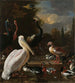 Pelikan i inne ptaki przy stawie znanym jako La Plume Flottante - Melchior d'Hondecoeter — widok dzieła