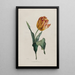 Tulip - Valentine Bartholomew — oprawiony obraz na ścianie