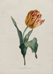 Tulip - Valentine Bartholomew — widok dzieła