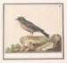 Vink Fringilla - Anselmus Botius de Boodt — widok dzieła