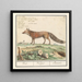 Vos Vulpes vulpes Vos Vulpes Renard - Anselmus Botius de Boodt — oprawiony obraz na ścianie