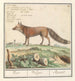 Vos Vulpes vulpes Vos Vulpes Renard - Anselmus Botius de Boodt — widok dzieła