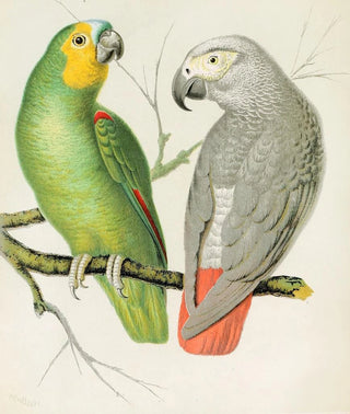 W A Blakston - Amazon Parrot Grey Parrot.webp