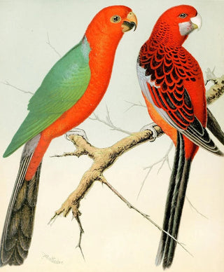 W A Blakston - King Parrot Pennants Parrakeet.webp