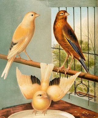 W A Blakston - Linnet And Canary Mules.webp