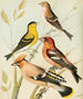 Siskin, tarin, jaseur, bec - krzyżówka - W. A. Blakston — widok dzieła