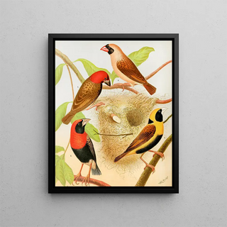 W A Blakston - Weaver Birds.webp